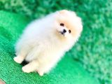 Erkek Ve Dişi Teddy Bear Gerçek Ayı Suratlı Pomeranian Boo