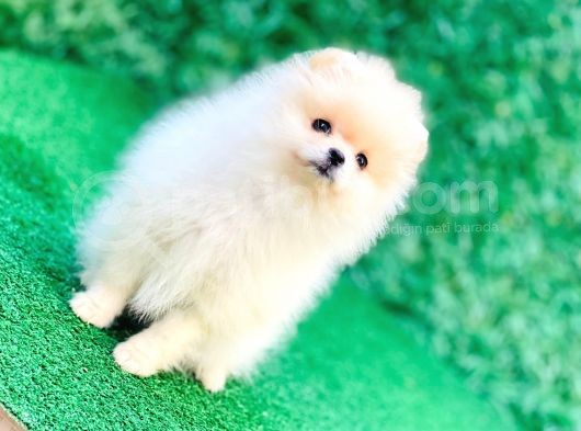 Erkek Ve Dişi Teddy Bear Gerçek Ayı Suratlı Pomeranian Boo görsel