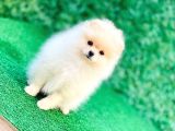 Erkek Ve Dişi Teddy Bear Gerçek Ayı Suratlı Pomeranian Boo