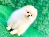Erkek Ve Dişi Teddy Bear Gerçek Ayı Suratlı Pomeranian Boo