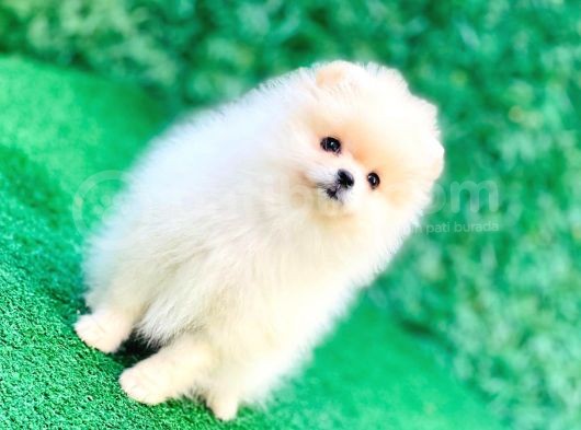 Erkek Ve Dişi Teddy Bear Gerçek Ayı Suratlı Pomeranian Boo görsel