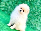 Erkek Ve Dişi Teddy Bear Gerçek Ayı Suratlı Pomeranian Boo