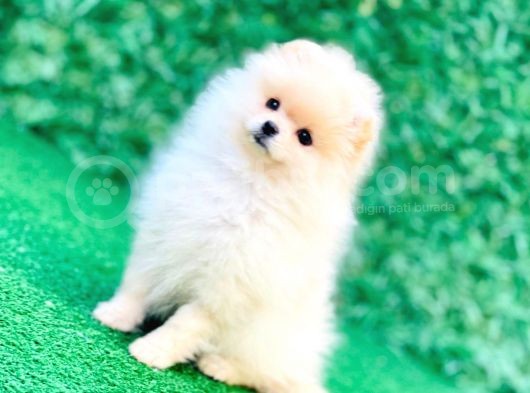 Erkek ve Dişi Teddy Bear Gerçek Ayı Suratlı Pomeranian Boo