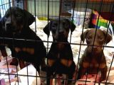 Kusursuz Güzellikte Irkının En İyilerinden Doberman Yavruları