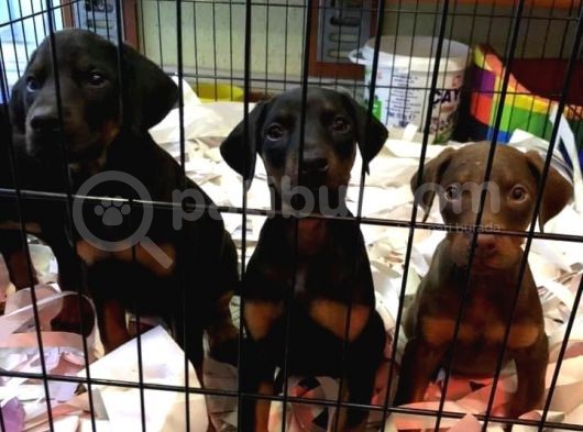 Kusursuz Güzellikte Irkının En İyilerinden Doberman Yavruları görsel