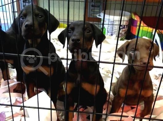 Kusursuz Güzellikte Irkının En İyilerinden Doberman Yavruları
