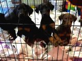 Kusursuz Güzellikte Irkının En İyilerinden Doberman Yavruları