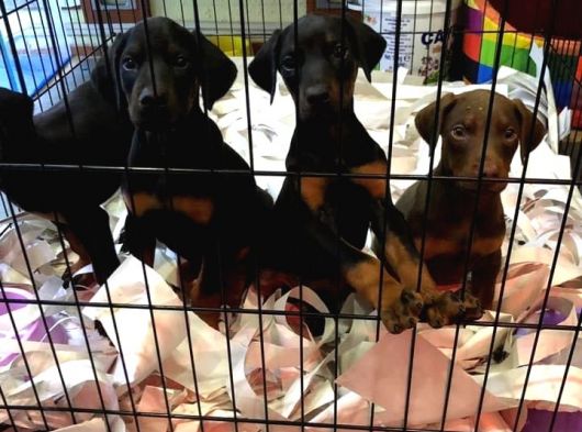 Kusursuz Güzellikte Irkının En İyilerinden Doberman Yavruları görsel