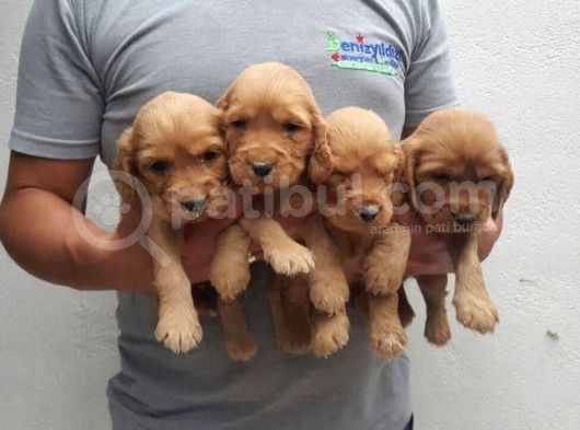 Gerçek Ayı Surat Cocker Yavruları
