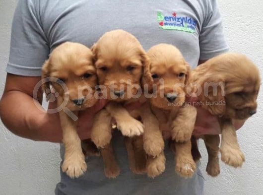 Gerçek Ayı Surat Cocker Yavruları görsel