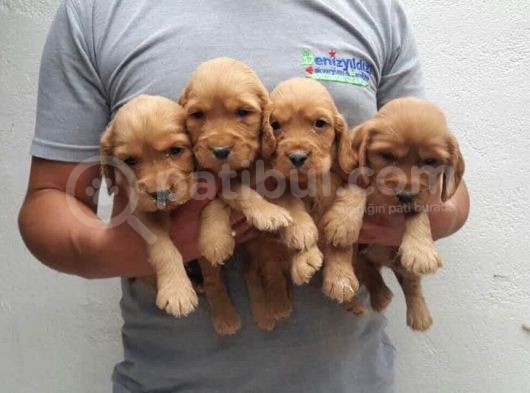 Gerçek Ayı Surat Cocker Yavruları görsel