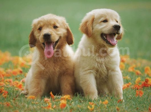 Orjinal Golden Retriever Yavrularımız