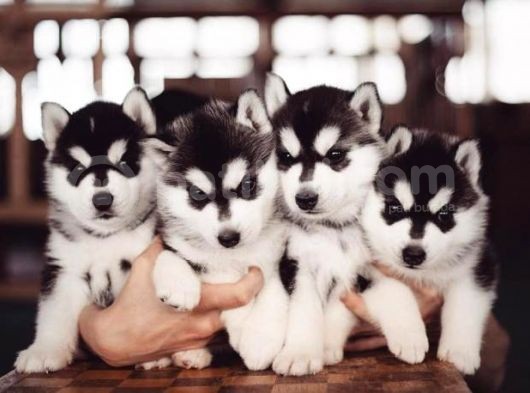 Orji̇nal Husky Yavrularimiz