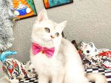 Blue Golden British Shorthair Dişi Ve Erkek