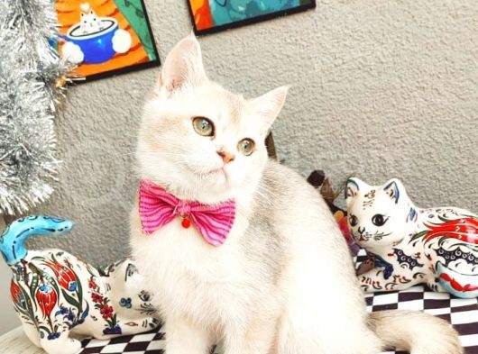 Blue Golden British Shorthair Dişi Ve Erkek görsel