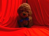 Safkan Toy Poodle Yavrularımız