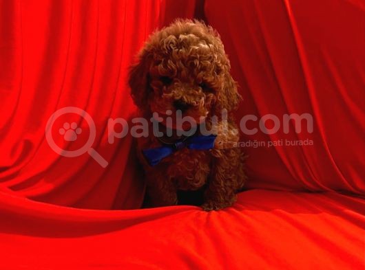 Safkan Toy Poodle Yavrularımız