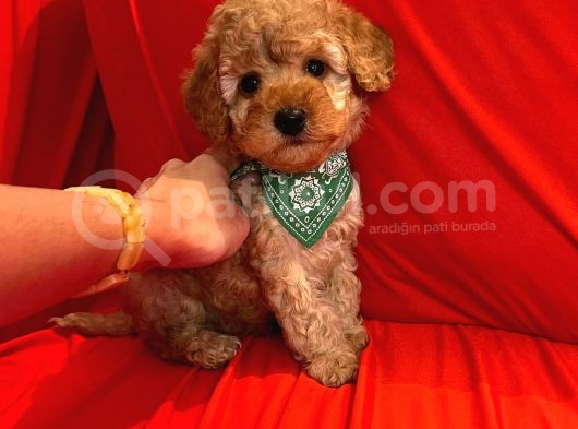 Safkan Toy Poodle Yavrularımız görsel