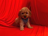 Safkan Toy Poodle Yavrularımız