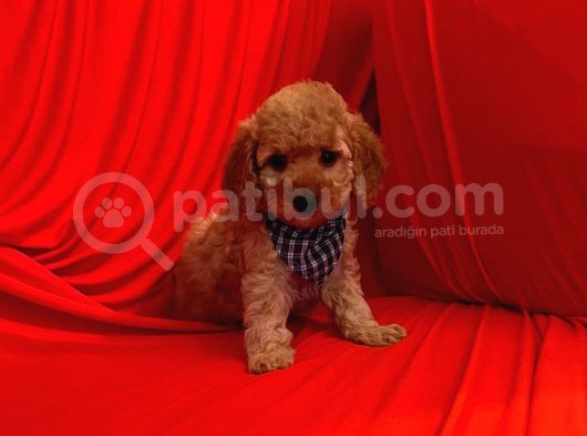 Safkan Toy Poodle Yavrularımız görsel