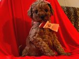 Safkan Toy Poodle Yavrularımız