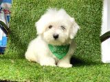 Ufacık Boyut Maltese Terrier  Yavrular