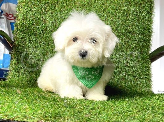 Ufacık Boyut Maltese Terrier  Yavrular görsel