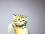 Golden Tabby Yakişikli Oğlum