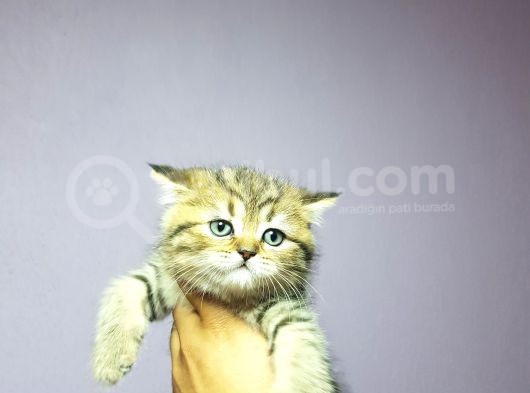 Golden Tabby Yakişikli Oğlum görsel