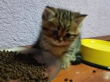 Golden Tabby Yakişikli Oğlum