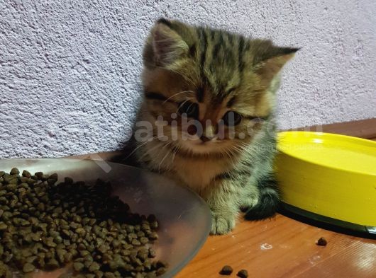 Golden Tabby Yakişikli Oğlum görsel