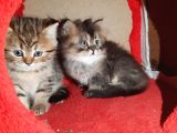Golden Tabby Yakişikli Oğlum