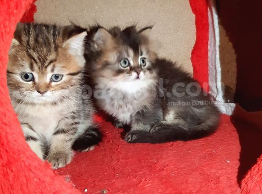 Golden Tabby Yakişikli Oğlum görsel