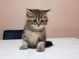 Golden Tabby Yakişikli Oğlum