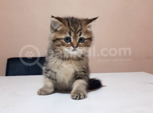 Golden Tabby Yakişikli Oğlum