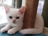 Safkan Si̇lver Poi̇nt British Shorthair Bebekler