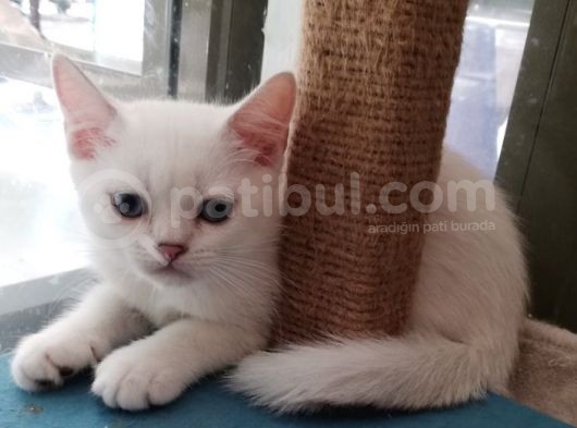 Safkan Si̇lver Poi̇nt British Shorthair Bebekler görsel