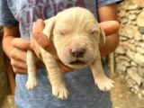 Golden Retriever Yavrularimiz Sahi̇plendi̇ri̇lecekti̇r