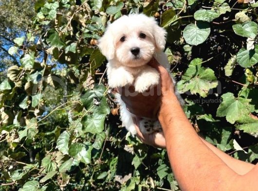 Yavru Maltese Terrier