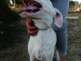 4 Aylık Safkan Dogo Argentino