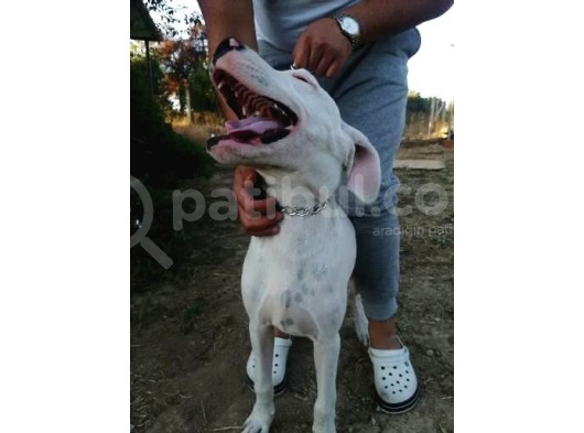 4 Aylık Safkan Dogo Argentino görsel
