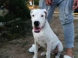 4 Aylık Safkan Dogo Argentino