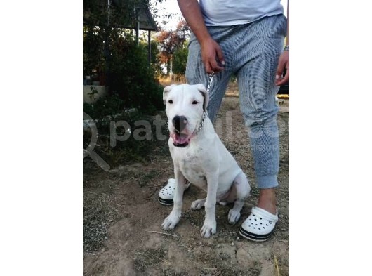 4 Aylık Safkan Dogo Argentino görsel