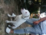 4 Aylık Safkan Dogo Argentino