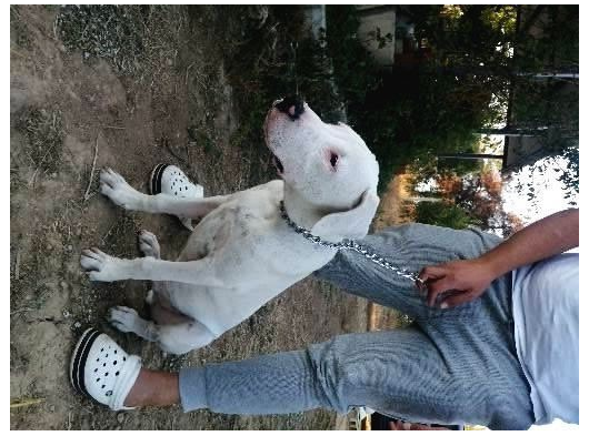 4 Aylık Safkan Dogo Argentino