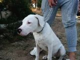 4 Aylık Safkan Dogo Argentino