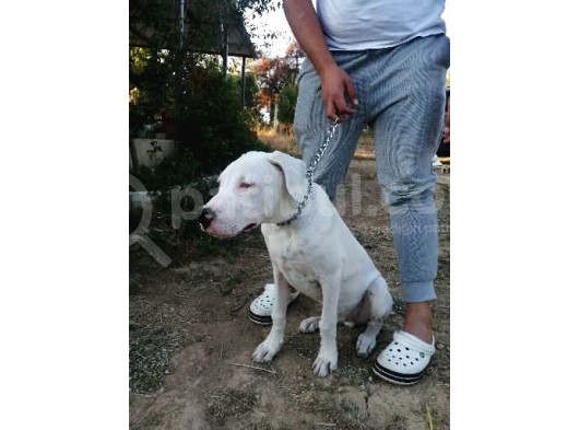 4 Aylık Safkan Dogo Argentino görsel