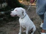 4 Aylık Safkan Dogo Argentino