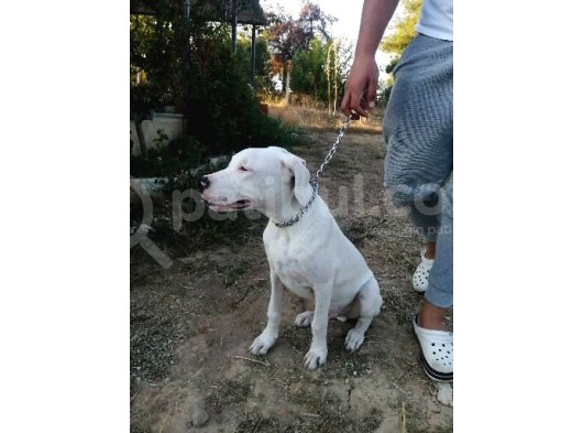 4 Aylık Safkan Dogo Argentino görsel