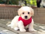 Yavru Maltese Terrier